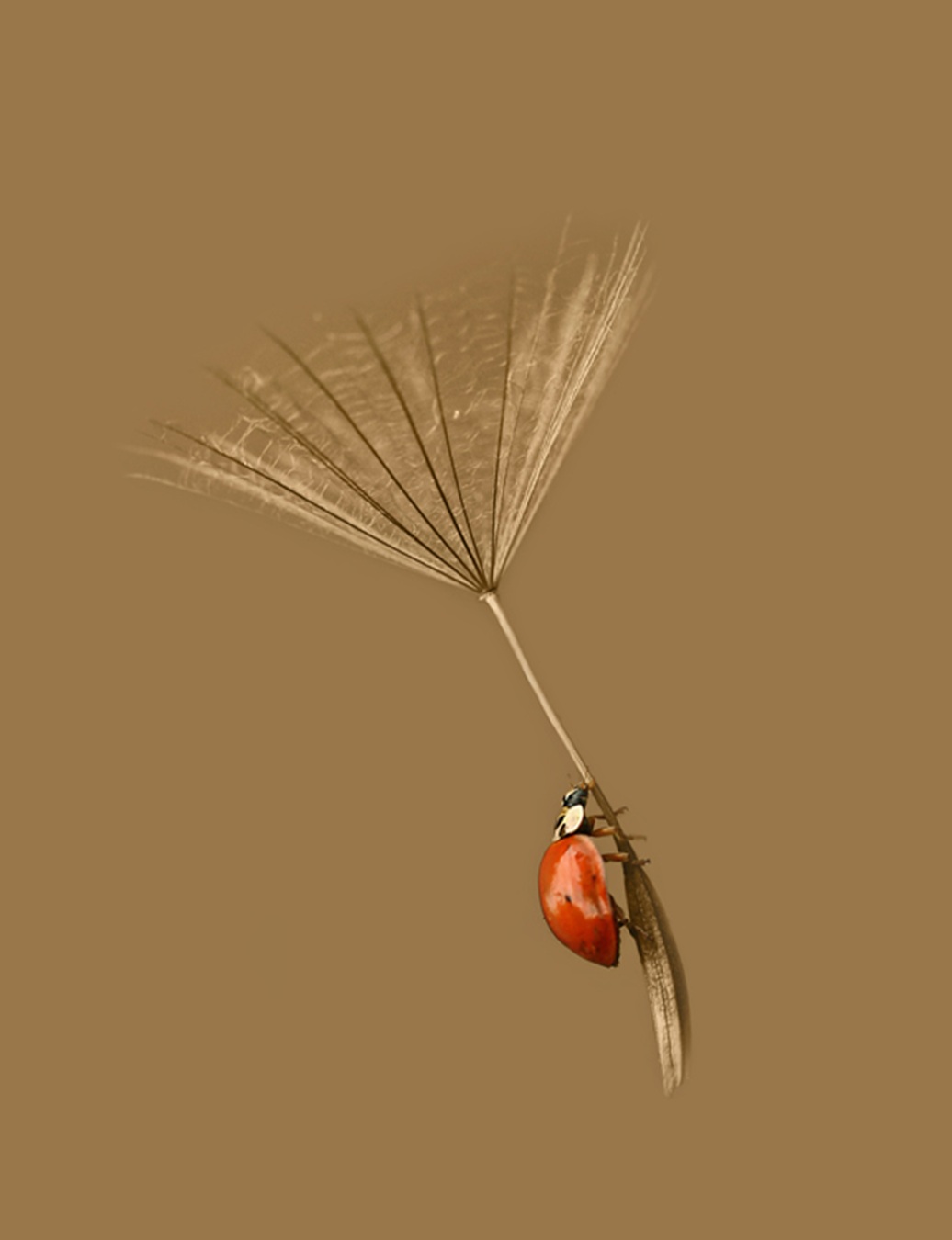 Ru Liao Tian Yi 44